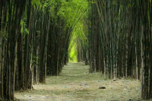 wisata alam di surabaya